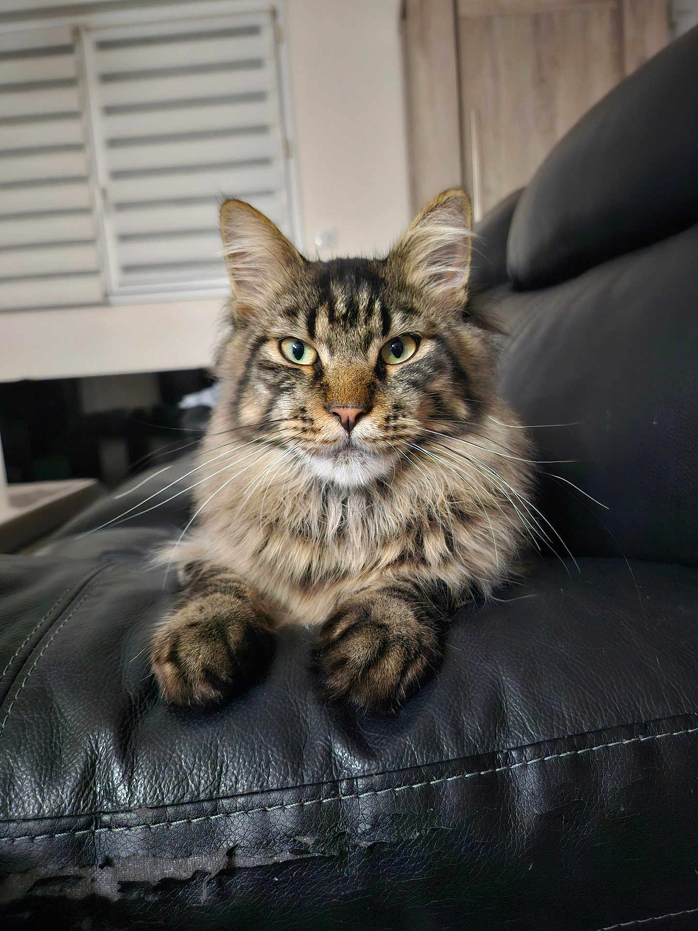 César