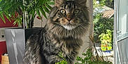 César a rejoint le concours — aidez-le/la à gagner de superbes lots ! cat, tabby, fluffy, plant, parsley, cup, table, window, sunlight, greenery, indoor, garden, pet, feline, houseplant, nature, daylight, leafy, fur, domestic