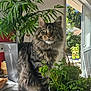 cat, tabby, fluffy, plant, parsley, cup, table, window, sunlight, greenery, indoor, garden, pet, feline, houseplant, nature, daylight, leafy, fur, domestic