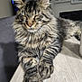 cat, tabby, fluffy, fur, paws, relaxed, indoor, wooden_surface, lounging, closed_eyes, pet, animal, cute, mammal, whiskers, ears, sleepy, feline, cozy, domestic