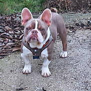 Aston a rejoint le concours — aidez-le/la à gagner de superbes lots ! dog, french_bulldog, pet, outdoor, animal, harness, ears, gravel, path, greenery, leaves, nature, standing, mammal, canine, fur, expression, portrait, closeup, companion