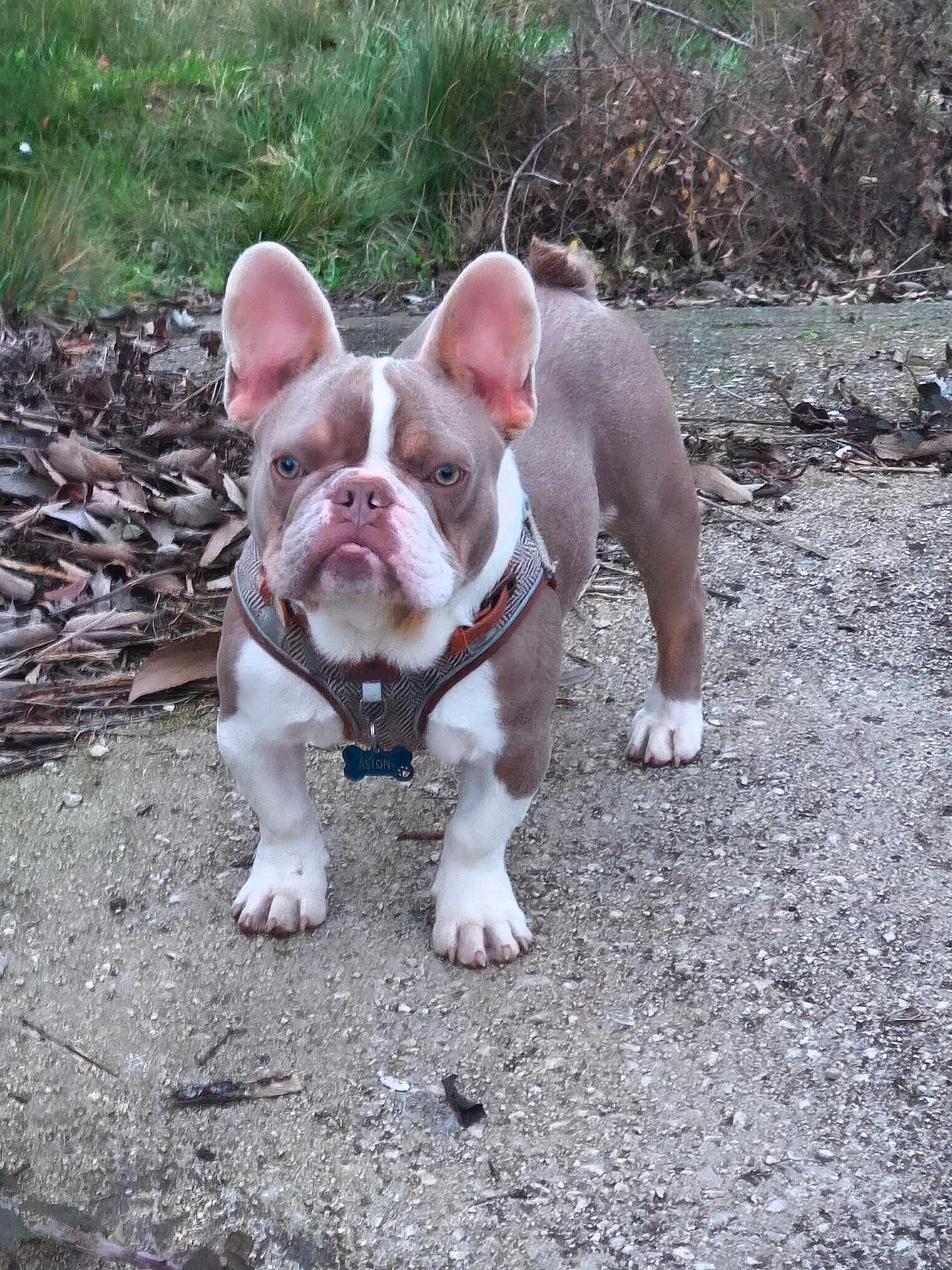 Aston a rejoint le concours — aidez-le/la à gagner de superbes lots ! dog, french_bulldog, pet, outdoor, animal, harness, ears, gravel, path, greenery, leaves, nature, standing, mammal, canine, fur, expression, portrait, closeup, companion