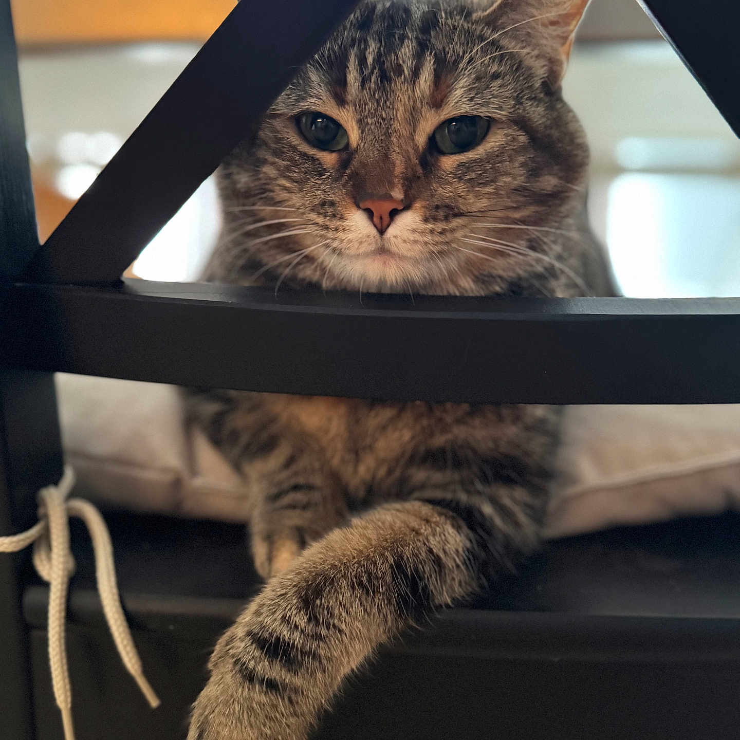 Mia a rejoint le concours — aidez-le/la à gagner de superbes lots ! animal, calm, cat, chair, closeup, cozy, cute, domestic, ears, feline, fur, furniture, home, indoor, paw, pet, relaxed, resting, tabby, whiskers