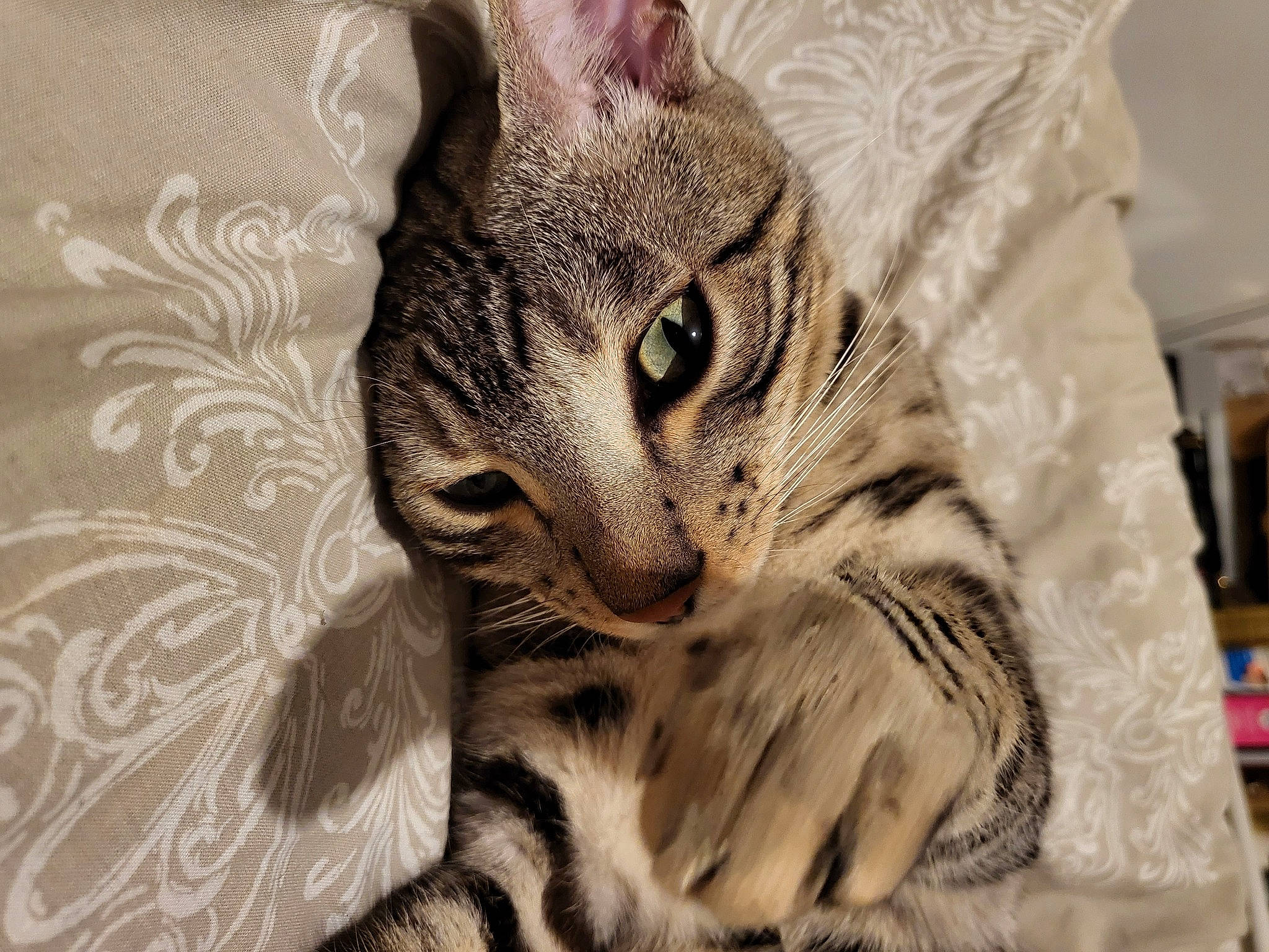 Vincenzo Luca is registered to the contest to win money with this photo: carnivore, cat, claw, comfort, domestic_short_haired_cat, felidae, fur, pattern, paw, small_to_medium_sized_cats, snout, terrestrial_animal, whiskers, wildlife