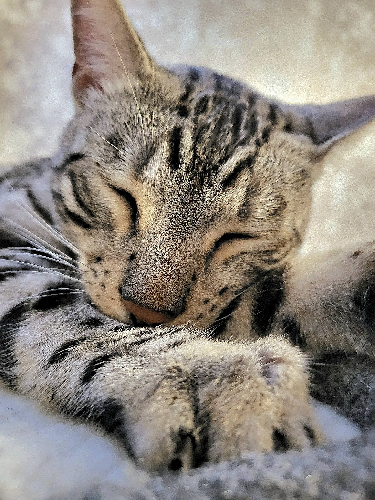 Vincenzo Luca joined the competition — help win amazing prizes! carnivore, cat, claw, close_up, domestic_short_haired_cat, felidae, fur, organism, paw, small_to_medium_sized_cats, snout, terrestrial_animal, whiskers, wildlife