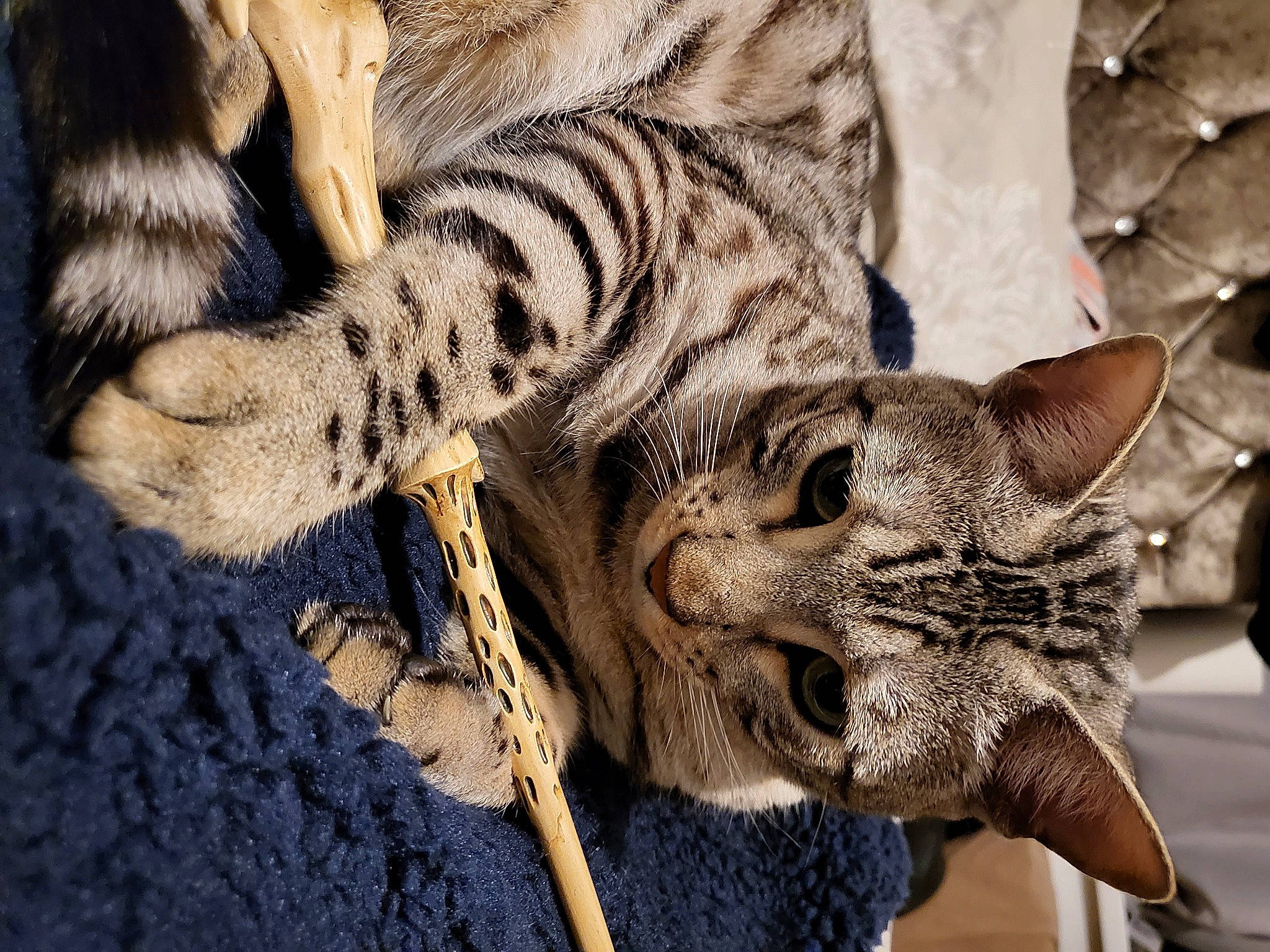 Vincenzo Luca joined the competition — help win amazing prizes! big_cats, carnivore, cat, claw, domestic_short_haired_cat, eye, felidae, foot, fur, pattern, paw, small_to_medium_sized_cats, snout, tail, terrestrial_animal, tree, whiskers, wildlife, window, wood