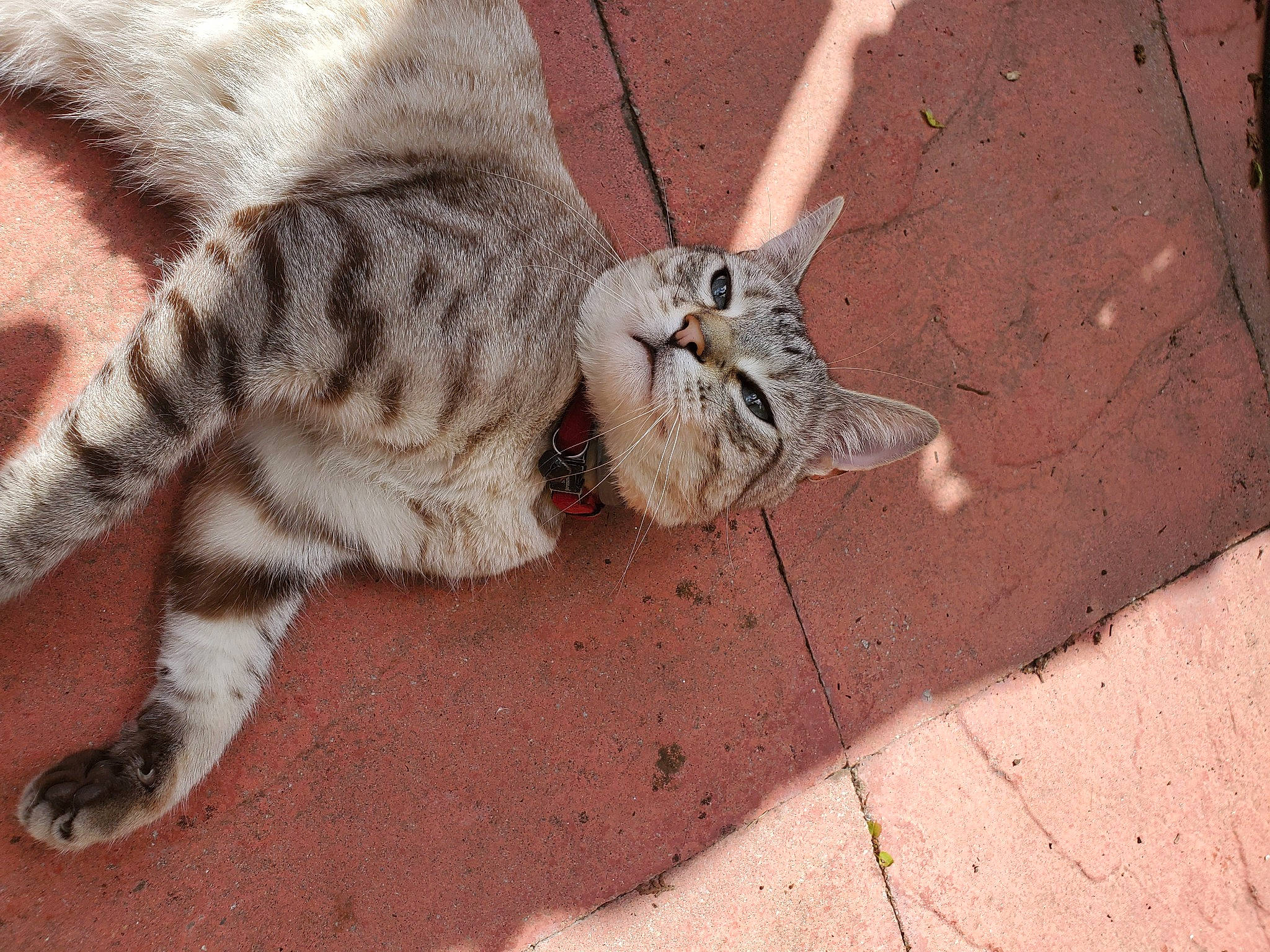 Benito is registered to the contest to win money with this photo: asphalt, carnivore, cat, claw, comfort, domestic_short_haired_cat, fawn, felidae, foot, fur, paw, road_surface, shadow, small_to_medium_sized_cats, snout, soil, tail, terrestrial_animal, whiskers, wildlife