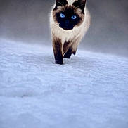 Ana a rejoint le concours — aidez-le/la à gagner de superbes lots ! cat, siamese_cat, animal, snow, walking, blue_eyes, feline, outdoor, winter, cold, fur, mammal, nature, pet, solitary, focused, portrait, background_blur, contrast, wildlife