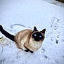 Ana participe au concours pour gagner de l'argent avec cette photo : cat, siamese_cat, snow, paw_prints, animal, outdoor, pet, feline, blue_eyes, winter, fur, tail, nature, curious, sitting, mammal, whiskers, cute, looking_up, cold