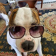 Bear joined the competition — help win amazing prizes! dog, sunglasses, indoor, rug, patterned_rug, brown, white, pet, canine, living_room, table, furniture, floor, nose, paw, close_up, animal, cute, funny, domestic