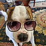 dog, sunglasses, indoor, rug, patterned_rug, brown, white, pet, canine, living_room, table, furniture, floor, nose, paw, close_up, animal, cute, funny, domestic