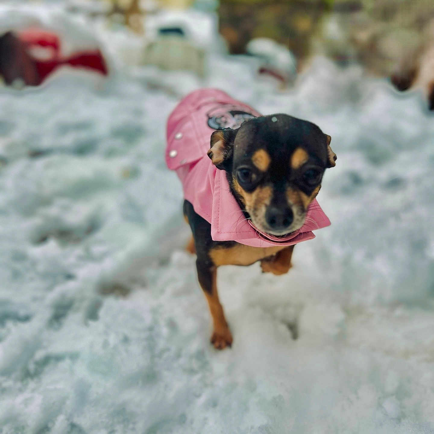 Lola Renee is registered to the contest to win money with this photo: animal, beagle, bulldog, canine, chihuahua, clothing, coat, dog, face, head, hound, jacket, nature, outdoors, person, pet, photography, portrait, puppy, snow
