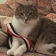 Olympe participe au concours pour gagner de l'argent avec cette photo : animal, cat, close_up, couch, domestic, ears, feline, floral_pattern, furniture, gray_fur, indoor, looking_at_camera, pet, portrait, relaxed, resting, ribbon, striped, whiskers, white_paws