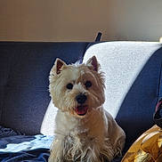 Swing participe au concours pour gagner de l'argent avec cette photo : animal, blue_couch, canine, couch, cozy, dog, domestic_animal, fluffy, fur, happy, home, indoor, pet, relaxed, sitting, small_dog, smiling, sunlight, tongue_out, white_dog