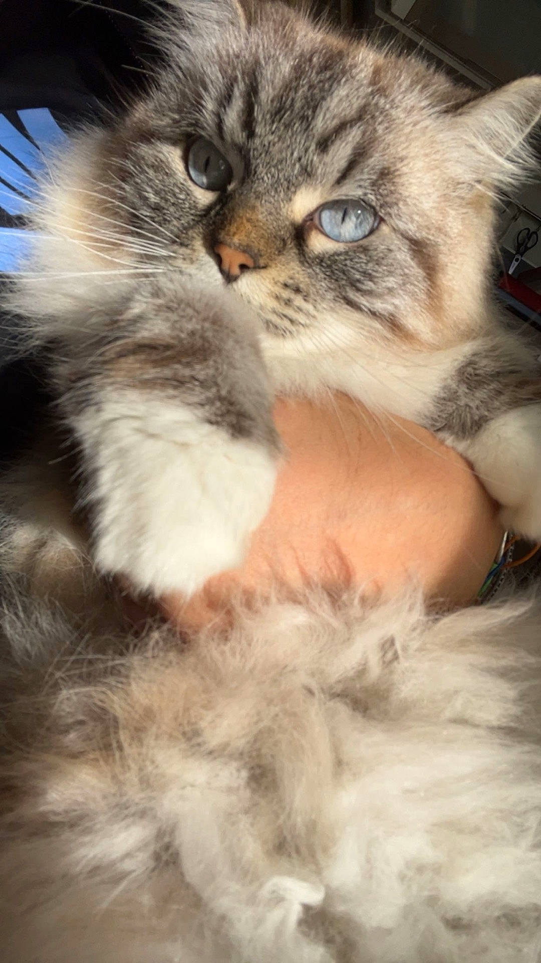 Fidji participe au concours pour gagner de l'argent avec cette photo : adorable, animal, blue_eyes, cat, close_up, cute, domestic_cat, face, feline, fluffy, fur, hand, holding, indoor, mammal, paw, pet, portrait, soft, whiskers