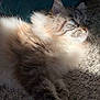 Fidji a rejoint le concours — aidez-le/la à gagner de superbes lots ! cat, fluffy, blue_eyes, fur, carpet, sunlight, pet, animal, whiskers, relaxed, indoor, close_up, mammal, feline, cute, portrait, laying, soft, domestic, cozy
