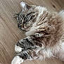 Fidji participe au concours pour gagner de l'argent avec cette photo : cat, fluffy, sleeping, relaxed, wooden_floor, pet, feline, whiskers, paws, indoor, cozy, cute, animal, tabby, soft, fur, resting, closeup, peaceful, domestic_cat