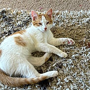 Mia is registered to the contest to win money with this photo: cat, orange_and_white, pet, animal, feline, paw, fur, tail, relaxed, lying_down, indoor, carpet, rug, texture, cute, whiskers, ears, pink_paw_pads, looking_at_camera, resting