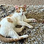 cat, orange_and_white, pet, animal, feline, paw, fur, tail, relaxed, lying_down, indoor, carpet, rug, texture, cute, whiskers, ears, pink_paw_pads, looking_at_camera, resting
