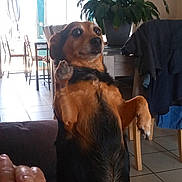 Houka a rejoint le concours — aidez-le/la à gagner de superbes lots ! black, brown, candid, casual, chair, curtain, dog, expression, floor, furniture, gesture, hand, home, indoor, paw, pet, plant, table, tile, window
