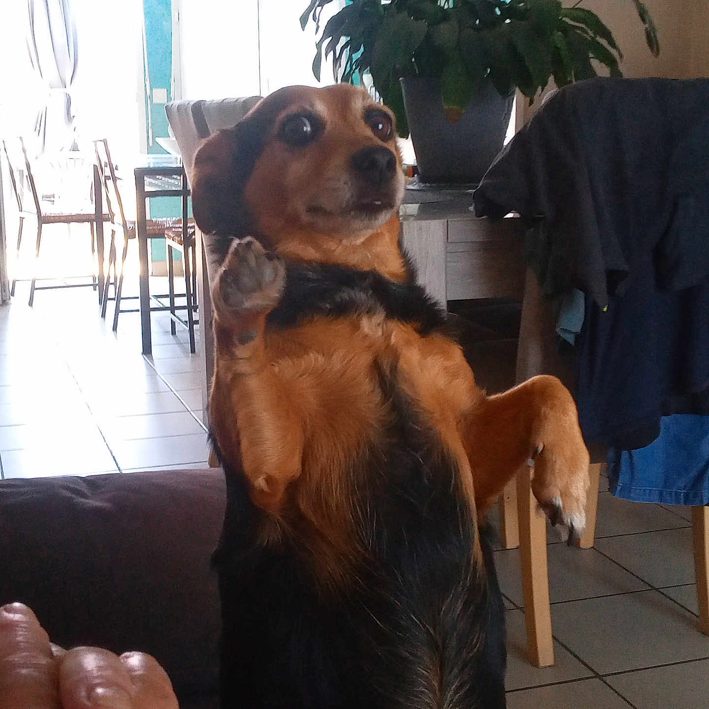 Houka a rejoint le concours — aidez-le/la à gagner de superbes lots ! black, brown, candid, casual, chair, curtain, dog, expression, floor, furniture, gesture, hand, home, indoor, paw, pet, plant, table, tile, window