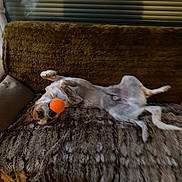 Lulu a rejoint le concours — aidez-le/la à gagner de superbes lots ! dog, pet, small_dog, belly_up, lying_down, playful, orange_ball, toy, furry_blanket, couch, sofa, indoor, living_room, window_blinds, relaxed, funny, brown, white, spotted, animal