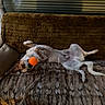 dog, pet, small_dog, belly_up, lying_down, playful, orange_ball, toy, furry_blanket, couch, sofa, indoor, living_room, window_blinds, relaxed, funny, brown, white, spotted, animal