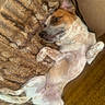 dog, pet, canine, small_dog, brown_and_white, lying_down, upside_down, belly_up, relaxed, playful, happy, floppy_ear, pink_belly, paws, couch, blanket, indoor, home, cozy, portrait