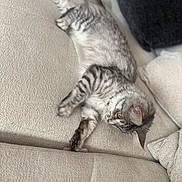 Venus participe au concours pour gagner de l'argent avec cette photo : cat, tabby, silver_tabby, pet, feline, couch, beige_couch, indoor, relaxed, stretching, paw, toy, curious, fur, whiskers, ears, yellow_eyes, texture, home, comfort