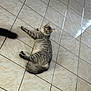 Venus a rejoint le concours — aidez-le/la à gagner de superbes lots ! cat, tabby, gray_cat, feline, pet, indoor, floor, tile_floor, curious, lying_down, tail, fur, whiskers, animal, domestic_animal, looking_up, relaxed, cute, wide_eyes, home