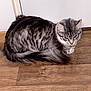 Venus a rejoint le concours — aidez-le/la à gagner de superbes lots ! cat, tabby, gray_cat, pet, animal, fur, yellow_eyes, wooden_floor, indoor, resting, curled_up, cute, feline, whiskers, ears, tail, domestic_cat, mammal, looking_down, quiet