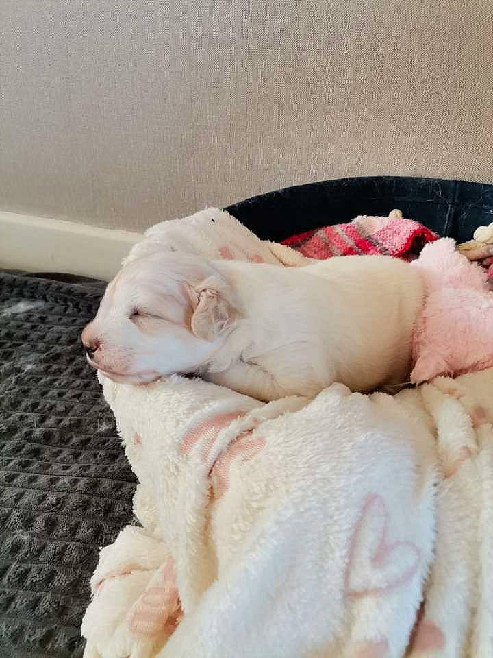 Surprise a rejoint le concours — aidez-le/la à gagner de superbes lots ! baby_products, baby_sleeping, bed_sheet, bedding, carnivore, cat, comfort, companion_dog, dress, fawn, felidae, fur, linens, nap, paw, peach, small_to_medium_sized_cats, tail, whiskers, wool