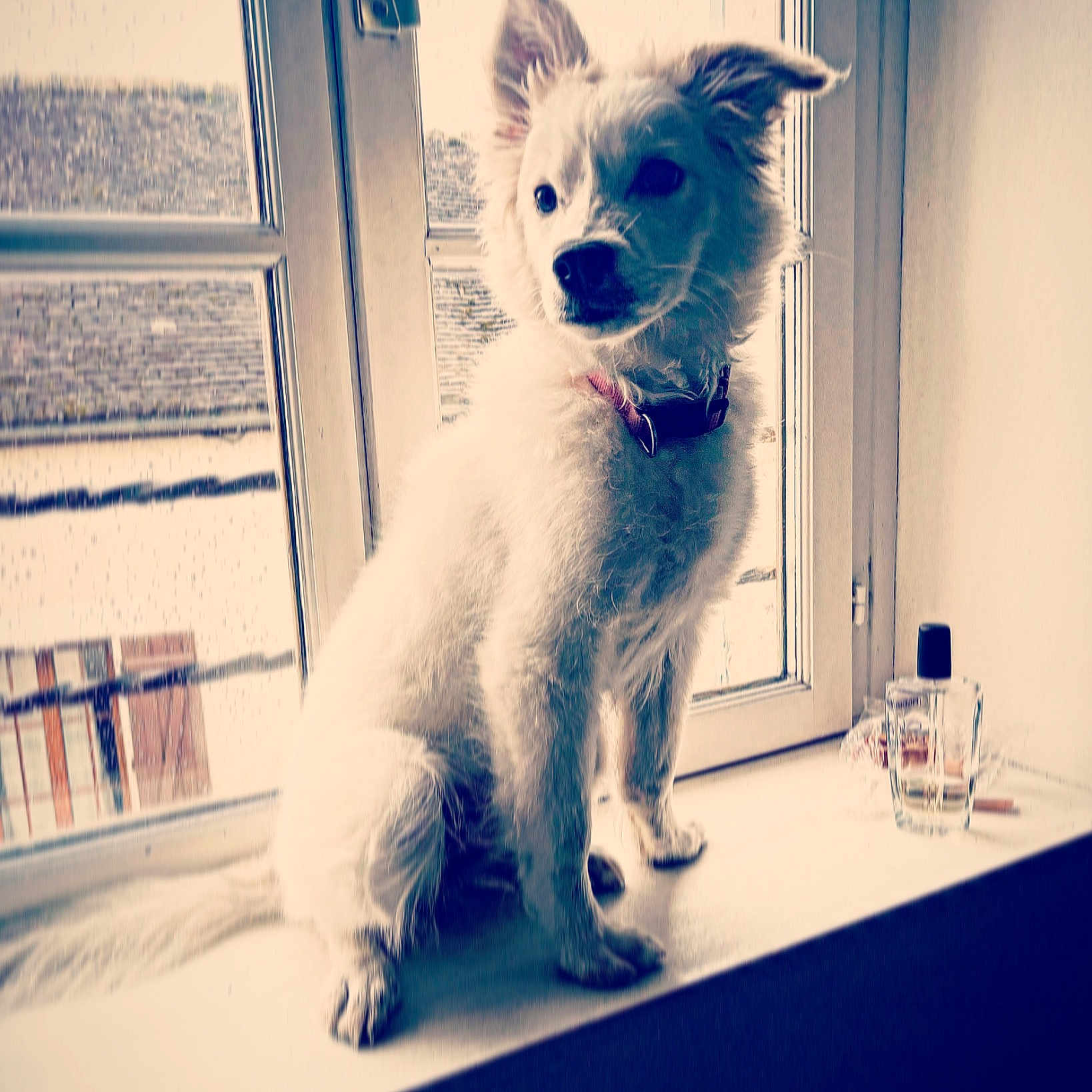Surprise participe au concours pour gagner de l'argent avec cette photo : azure, blue, canidae, carnivore, cloud, collar, companion_dog, dog, dog_breed, electric_blue, eyewear, fawn, felidae, fur, glasses, sky, small_terrier, small_to_medium_sized_cats, snout, whiskers