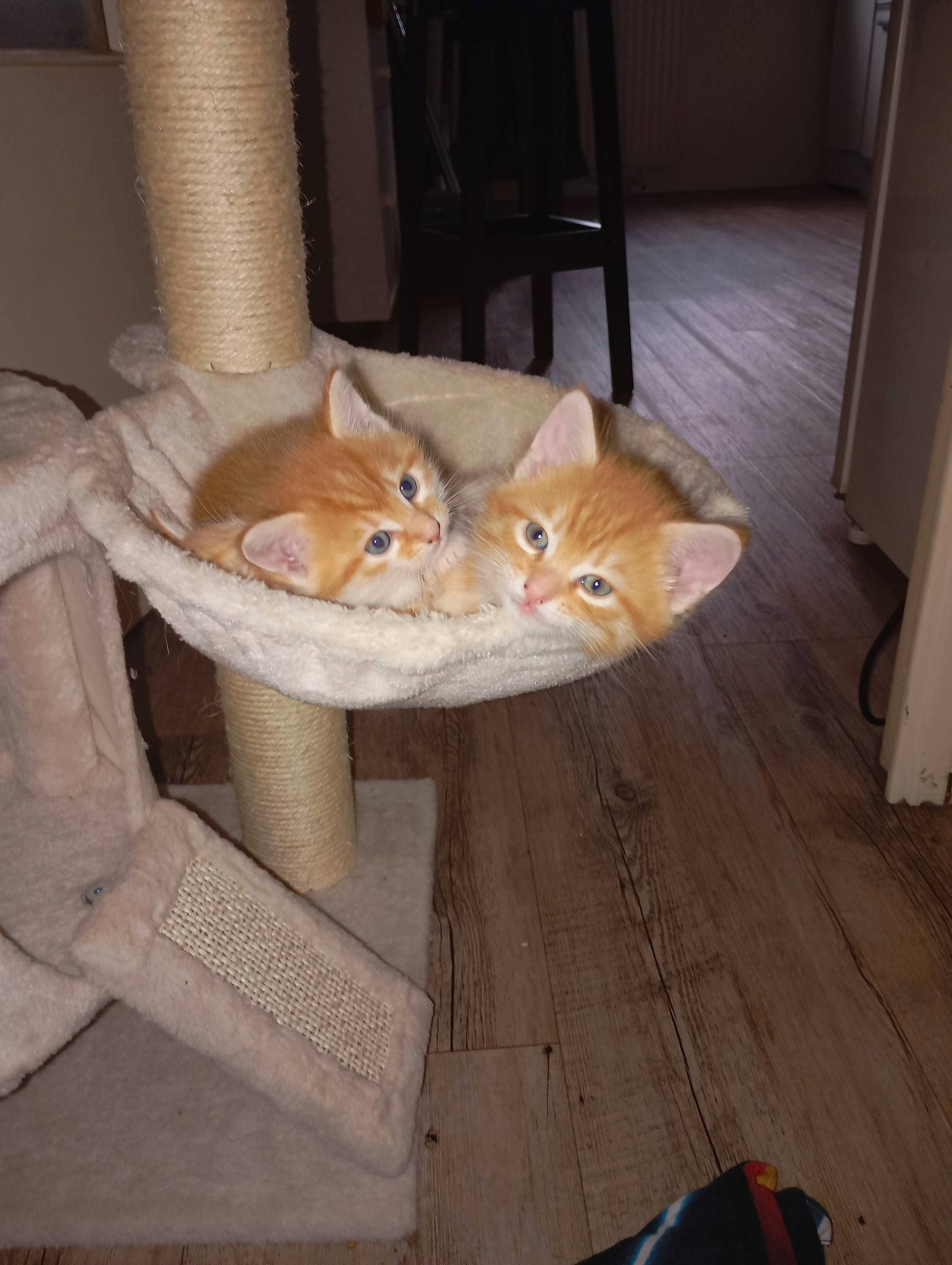 Nounouche a rejoint le concours — aidez-le/la à gagner de superbes lots ! brown, carnivore, cat, chair, comfort, fawn, felidae, floor, flooring, fur, hardwood, laminate_flooring, plywood, small_to_medium_sized_cats, tail, varnish, whiskers, wood, wood_flooring, wood_stain