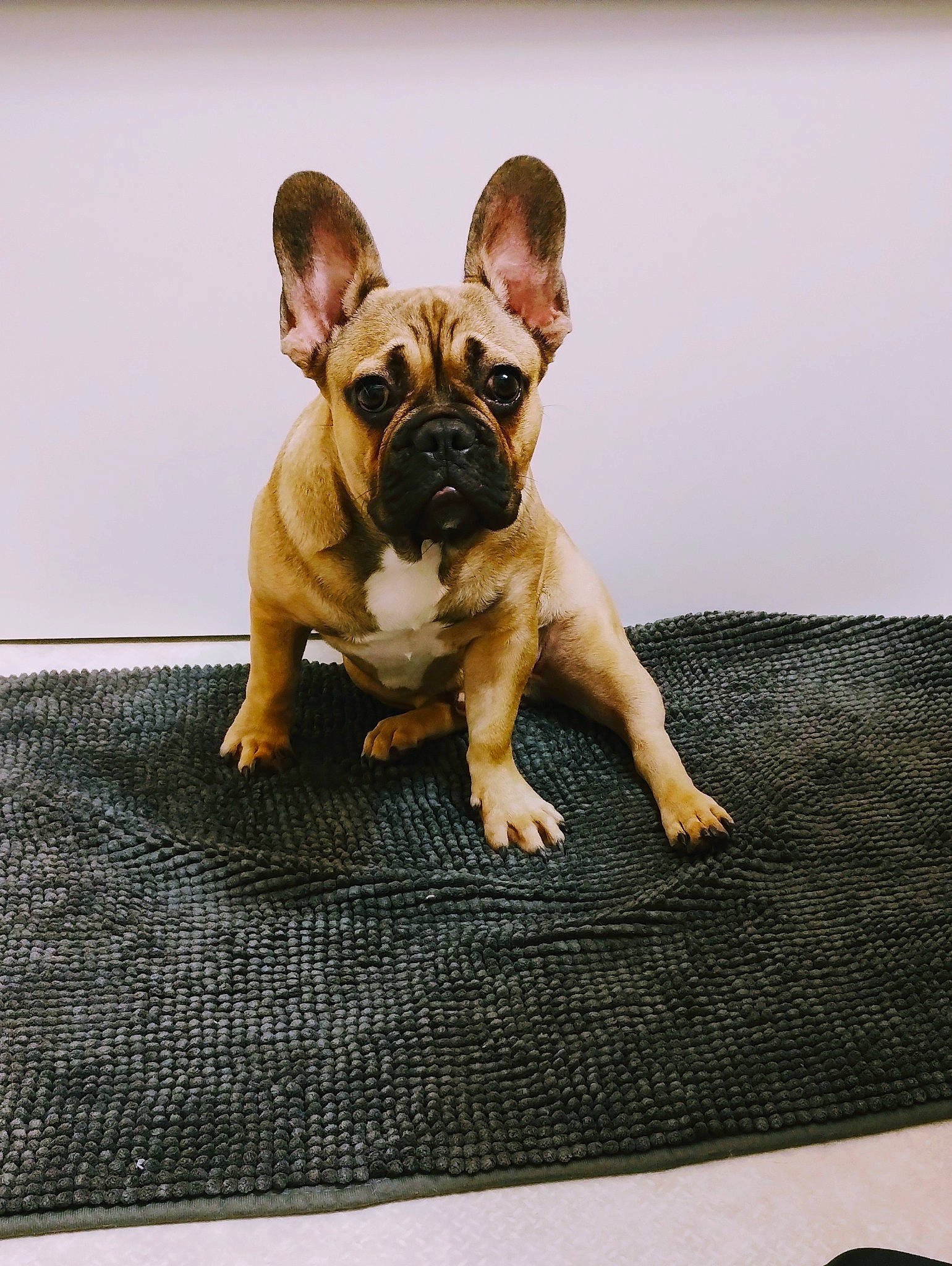 Yoda participe au concours pour gagner de l'argent avec cette photo : ancient_dog_breeds, bulldog, canidae, carnivore, companion_dog, dog, dog_breed, fawn, flooring, french_bulldog, grass, molosser, paw, snout, sporting_group, terrestrial_animal, toy_dog, whiskers, working_animal, wrinkle