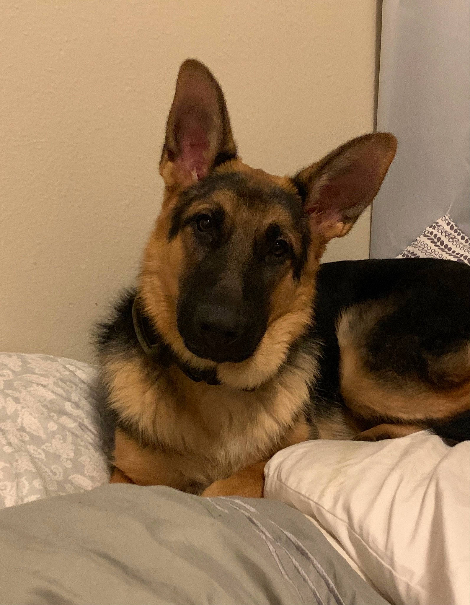 Doc is registered to the contest to win money with this photo: canidae, carnivore, comfort, companion_dog, dog, dog_breed, ear, east_european_shepherd, eye, fawn, fur, german_shepherd_dog, herding_dog, jaw, king_shepherd, old_german_shepherd_dog, snout, sporting_group, whiskers, working_animal