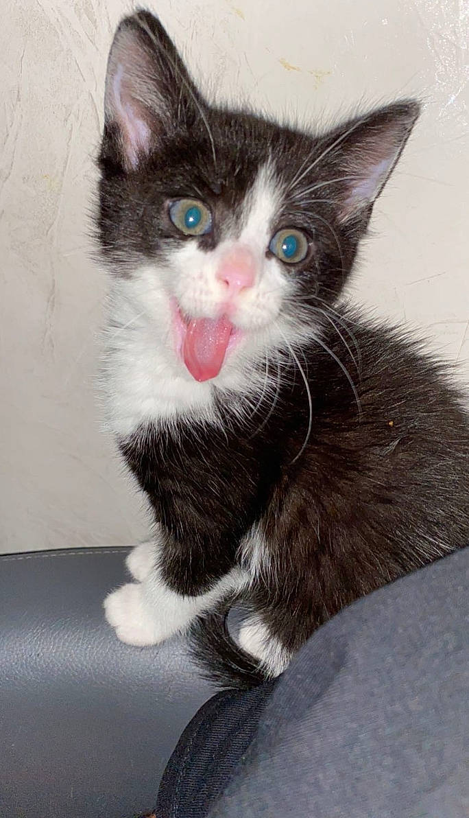 Dynah a rejoint le concours — aidez-le/la à gagner de superbes lots ! carnivore, cat, claw, domestic_short_haired_cat, eye, felidae, fur, hair, head, human_body, iris, paw, small_to_medium_sized_cats, snout, tail, whiskers, window