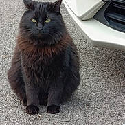 Jp participe au concours pour gagner de l'argent avec cette photo : cat, black_cat, fluffy, sitting, outdoor, asphalt, car_bumper, vehicle, green_eyes, animal, pet, feline, fur, street, road, nature, quiet, alert, portrait, closeup