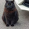 cat, black_cat, fluffy, sitting, outdoor, asphalt, car_bumper, vehicle, green_eyes, animal, pet, feline, fur, street, road, nature, quiet, alert, portrait, closeup