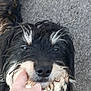 dog, black, white, fur, face, nose, paw, hand, person, playing, outdoor, pavement, pet, animal, closeup, fingers, cute, friendly, canine, scruffy