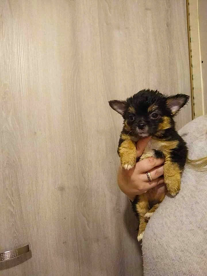 Spirou participe au concours pour gagner de l'argent avec cette photo : bat, canidae, carnivore, claw, comfort, companion_dog, dog_breed, domestic_short_haired_cat, fawn, felidae, flooring, fur, hardwood, paw, small_to_medium_sized_cats, sporting_group, tail, toy_dog, whiskers, wood