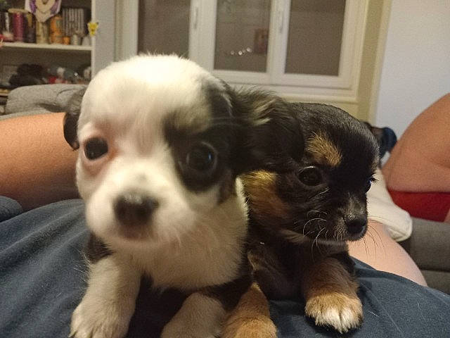 Spirou a rejoint le concours — aidez-le/la à gagner de superbes lots ! bookcase, bored, canidae, carnivore, comfort, companion_dog, dog, dog_breed, fawn, fur, non_sporting_group, puppy, shelf, snout, sporting_group, terrestrial_animal, toy_dog, whiskers, window, working_animal