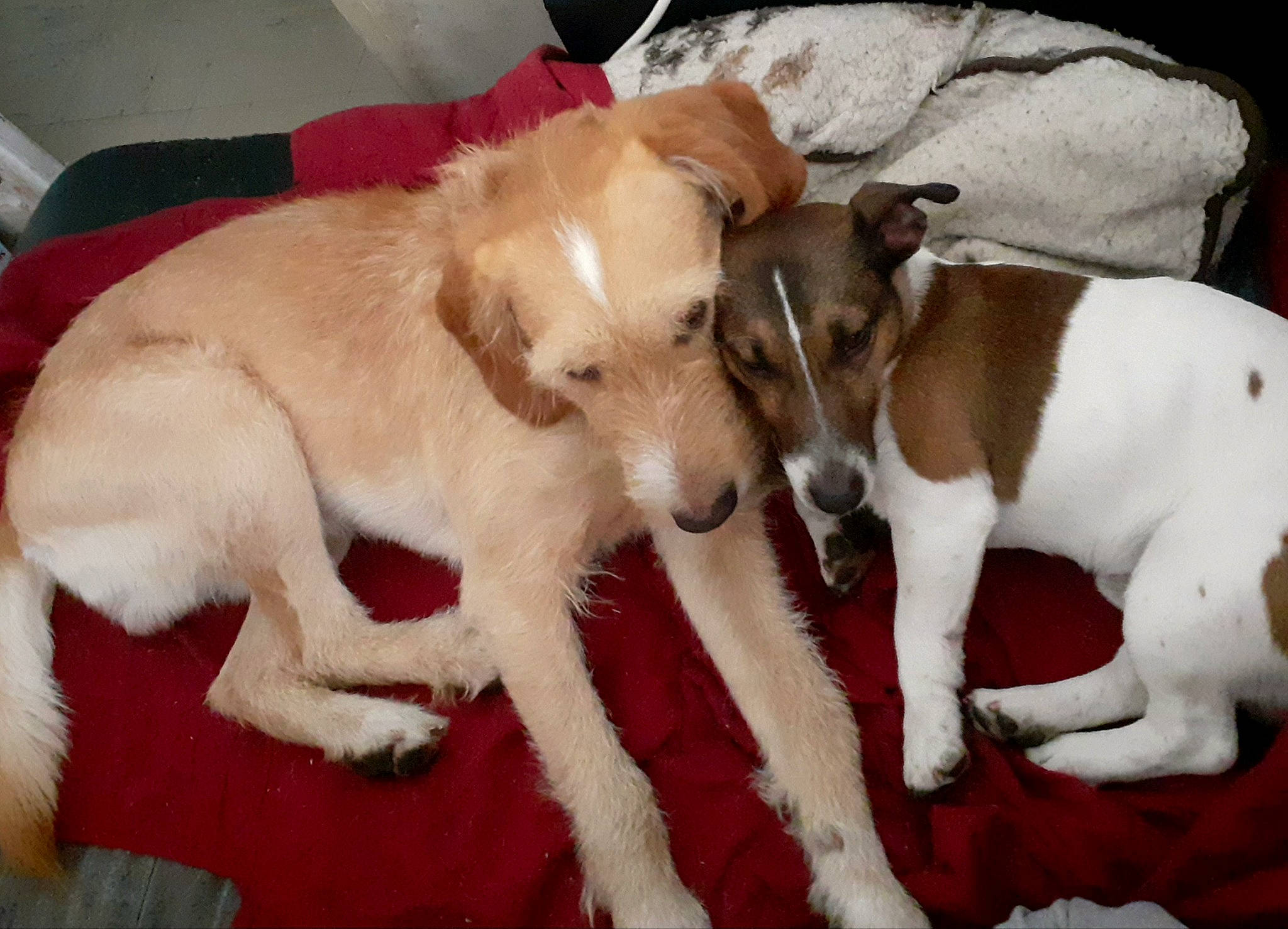 Bill a rejoint le concours — aidez-le/la à gagner de superbes lots ! canidae, carnivore, chilean_fox_terrier, collar, companion_dog, dog, dog_breed, dog_supply, fawn, fur, mammal, non_sporting_group, paw, pet_supply, sighthound, snout, sporting_group, tail, terrestrial_animal, working_animal