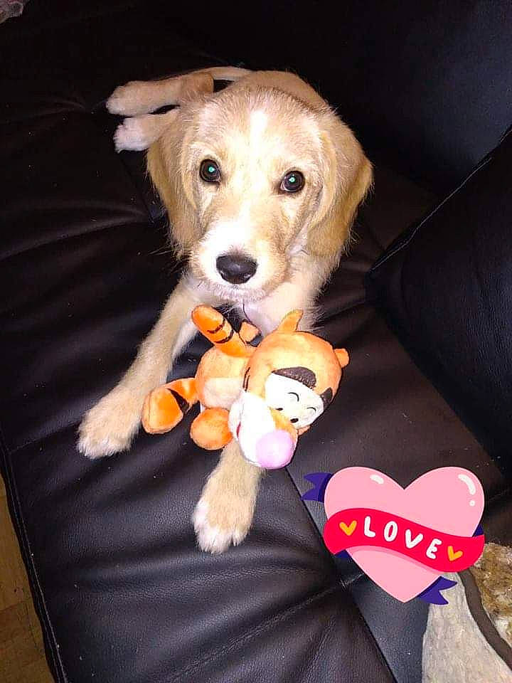 Bill a rejoint le concours — aidez-le/la à gagner de superbes lots ! beagador, canidae, carnivore, cavachon, companion_dog, dog, dog_breed, dog_toy, golden_retriever, mammal, paw, puppy, puppy_love, rare_breed_dog, retriever, snout, sporting_group, vertebrate