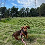 Kooky a rejoint le concours — aidez-le/la à gagner de superbes lots ! dog, puppy, dachshund, leash, grass, field, park, trees, sky, clouds, outdoor, nature, animal, pet, canine, small_dog, walking, leash_clip, brown_dog, playful