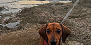 Kooky a rejoint le concours — aidez-le/la à gagner de superbes lots ! dog, dachshund, pet, leash, rocky_terrain, ocean, sunset, waves, outdoor, nature, sky, water, animal, small_dog, brown_dog, harness, coast, landscape, evening, cute
