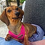 Kooky participe au concours pour gagner de l'argent avec cette photo : dog, dachshund, pet, animal, outdoor, garden, cushion, person, lap, jeans, harness, pink, furniture, relaxing, canine, closeup, small_dog, companion, curious, casual