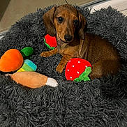 Kooky participe au concours pour gagner de l'argent avec cette photo : dachshund, puppy, dog, pet, plush_toys, bed, fluffy, indoor, colorful, fruit_toy, vegetable_toy, strawberry_toy, carrot_toy, cozy, cute, animal, looking, brown_dog, soft, floor