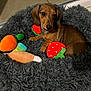 dachshund, puppy, dog, pet, plush_toys, bed, fluffy, indoor, colorful, fruit_toy, vegetable_toy, strawberry_toy, carrot_toy, cozy, cute, animal, looking, brown_dog, soft, floor