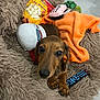puppy, dog, dachshund, bed, toy, remote_control, blanket, popcorn, plush_toy, floor, indoor, brown, orange, cute, small, pet, animal, furry, cozy, relaxing